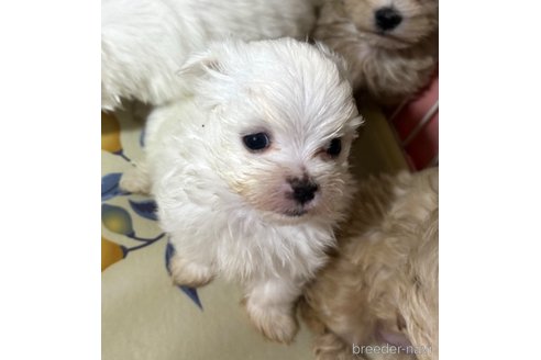 成約済の埼玉県のマルチーズ-281600の5枚目