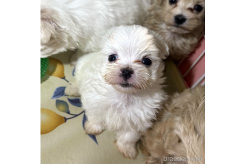 成約済の埼玉県のマルチーズ-281600の3枚目