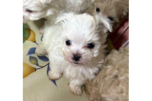成約済の埼玉県のマルチーズ-281600の3枚目