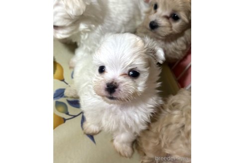 成約済の埼玉県のマルチーズ-281600の2枚目