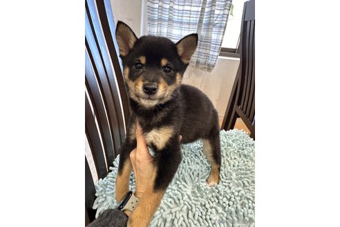 成約済の千葉県の柴犬-279541の21枚目