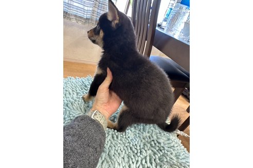 成約済の千葉県の柴犬-279541の18枚目