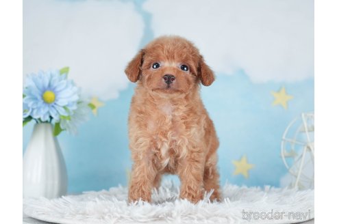 成約済の千葉県のタイニープードル-288602の4枚目