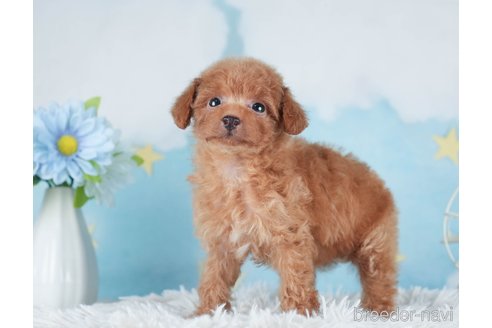 成約済の千葉県のタイニープードル-288602の2枚目