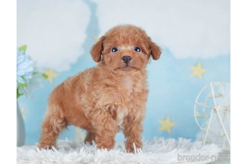 成約済の千葉県のタイニープードル-288602の3枚目