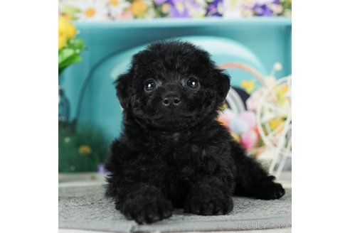 成約済の千葉県のタイニープードル-288604の1枚目