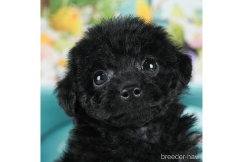 成約済の千葉県のタイニープードル-288604の9枚目