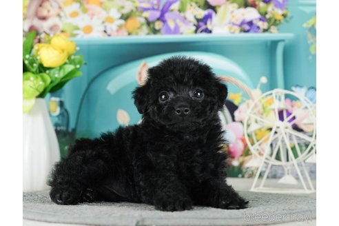 成約済の千葉県のタイニープードル-288604の11枚目