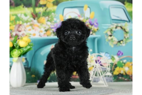 成約済の千葉県のタイニープードル-288604の2枚目