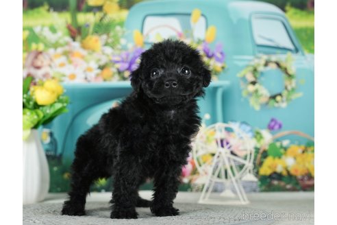 成約済の千葉県のタイニープードル-288604の5枚目