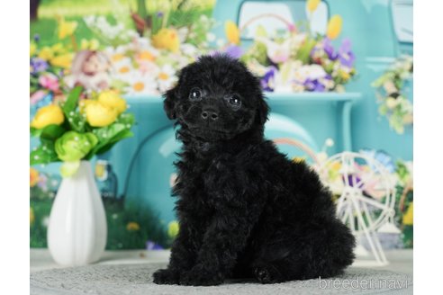 成約済の千葉県のタイニープードル-288604の3枚目