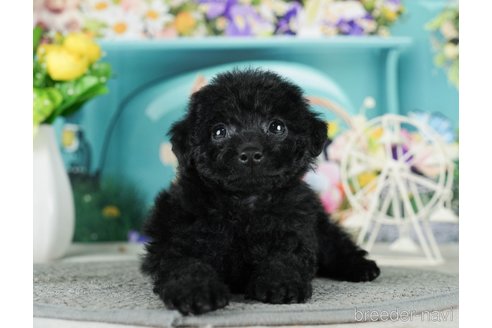 成約済の千葉県のタイニープードル-288604の4枚目