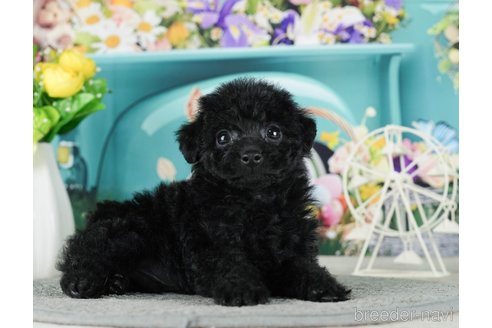 成約済の千葉県のタイニープードル-288604の8枚目