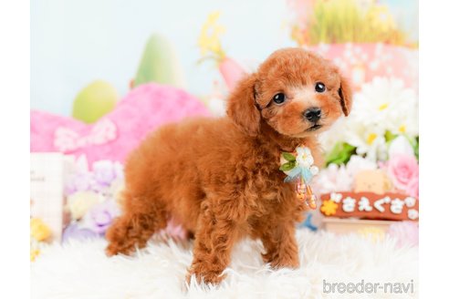 成約済の神奈川県のトイプードル-288610の9枚目