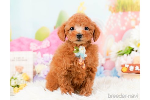 成約済の神奈川県のトイプードル-288610の10枚目