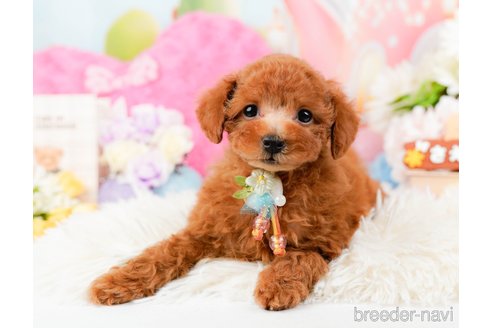 成約済の神奈川県のトイプードル-288610の11枚目