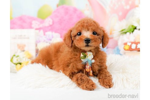 成約済の神奈川県のトイプードル-288610の12枚目