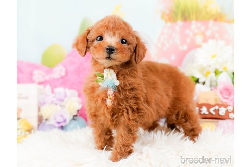 成約済の神奈川県のトイプードル-288610の4枚目