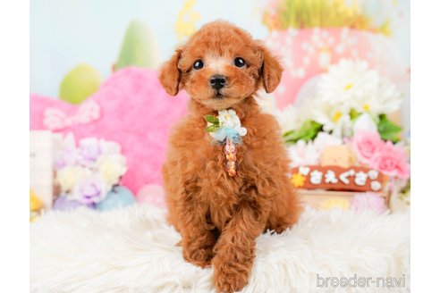 成約済の神奈川県のトイプードル-288610の5枚目