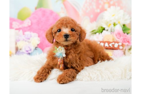 成約済の神奈川県のトイプードル-288610の6枚目