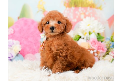 成約済の神奈川県のトイプードル-288610の7枚目