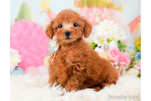 成約済の神奈川県のトイプードル-288610の8枚目