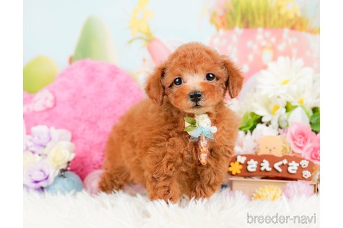 成約済の神奈川県のトイプードル-288610の3枚目