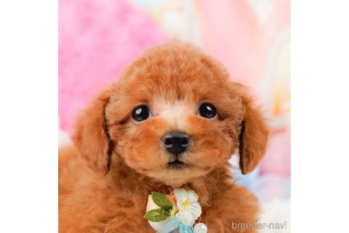 成約済の神奈川県のトイプードル-288610の1枚目