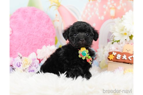 成約済の神奈川県のトイプードル-288614の7枚目