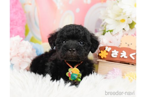 成約済の神奈川県のトイプードル-288614の8枚目