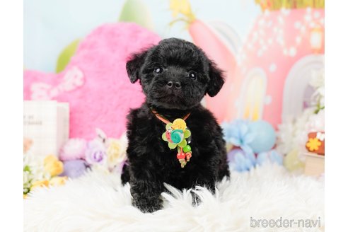 成約済の神奈川県のトイプードル-288614の9枚目