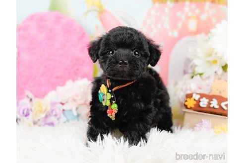 成約済の神奈川県のトイプードル-288614の3枚目