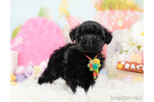 成約済の神奈川県のトイプードル-288614の4枚目