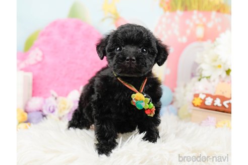 成約済の神奈川県のトイプードル-288614の5枚目