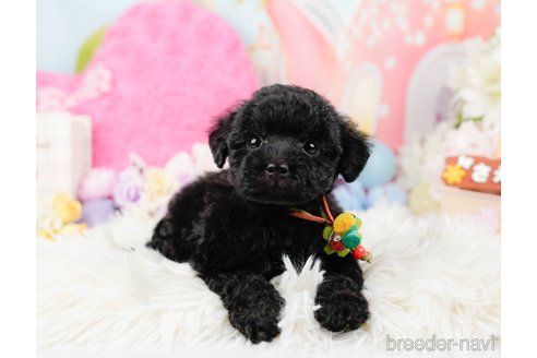 成約済の神奈川県のトイプードル-288614