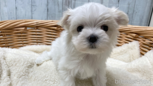 成約済の愛知県のマルチーズ-288067の1枚目