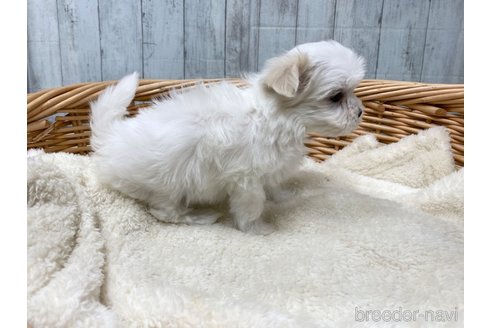 成約済の愛知県のマルチーズ-288067の5枚目