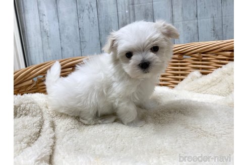 成約済の愛知県のマルチーズ-288067の4枚目