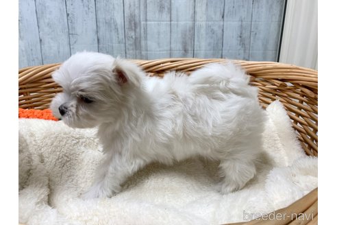 成約済の愛知県のマルチーズ-288067の3枚目