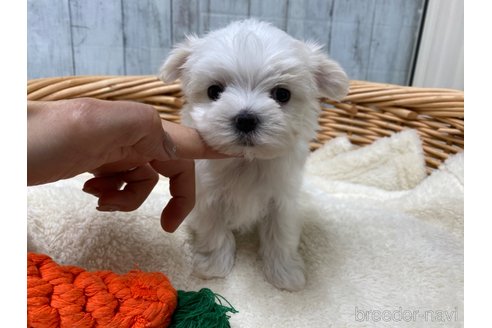 成約済の愛知県のマルチーズ-288067の2枚目