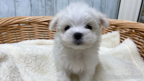 成約済の愛知県のマルチーズ-288623の1枚目