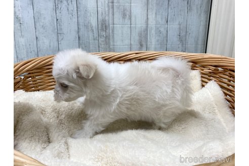 成約済の愛知県のマルチーズ-288623の4枚目