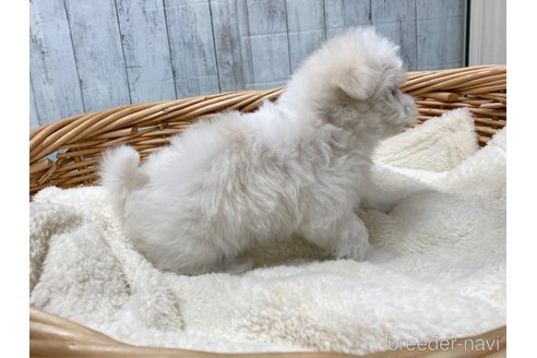 成約済の愛知県のマルチーズ-288623の3枚目