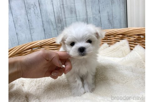 成約済の愛知県のマルチーズ-288623の2枚目