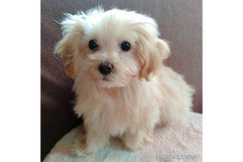 成約済の埼玉県のマルプー:マルチーズ×トイプードル-282434の5枚目