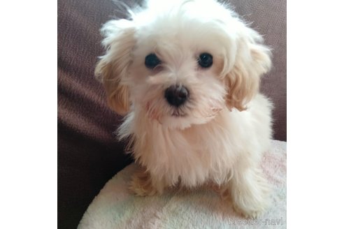 成約済の埼玉県のマルプー:マルチーズ×トイプードル-282434の4枚目