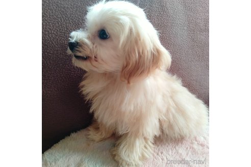 成約済の埼玉県のマルプー:マルチーズ×トイプードル-282434の3枚目