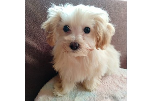 成約済の埼玉県のマルプー:マルチーズ×トイプードル-282434の2枚目