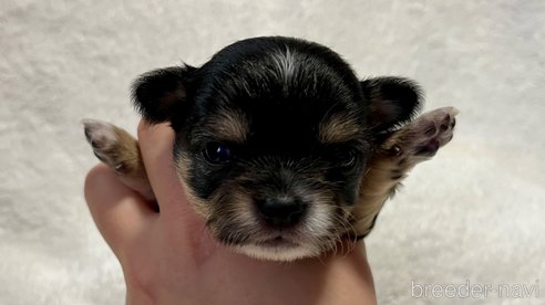 成約済の滋賀県のチワワ(ロングコート)-288662の20枚目