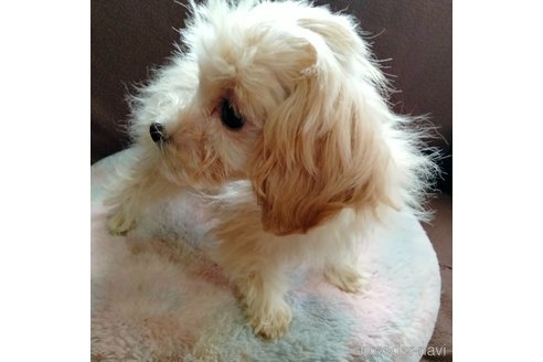 成約済の埼玉県のマルプー:マルチーズ×トイプードル-288660の12枚目